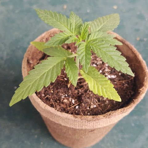 Special Kush #1 growlog timeline photo