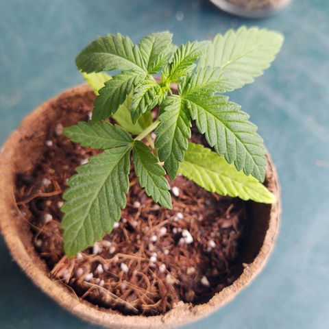 Special Kush #1 growlog timeline photo