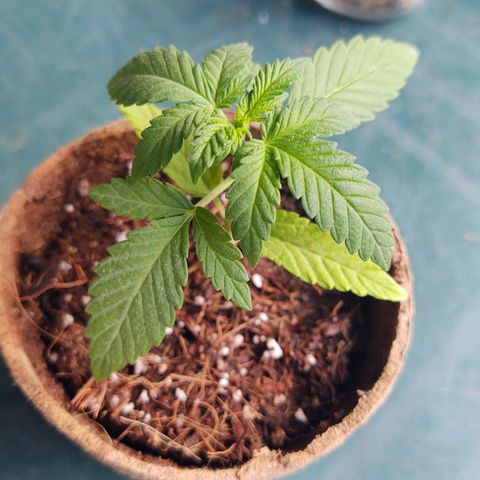 Special Kush #1 growlog timeline photo