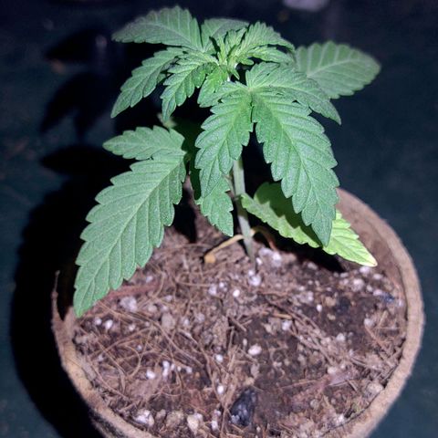 Special Kush #1 growlog timeline photo
