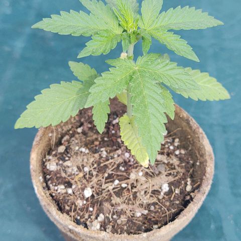 Special Kush #1 growlog timeline photo