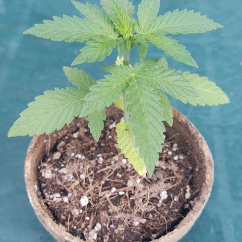 Special Kush #1 growlog timeline photo