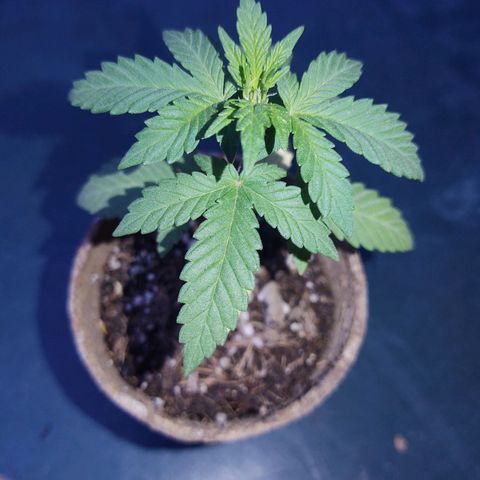 Special Kush #1 growlog timeline photo