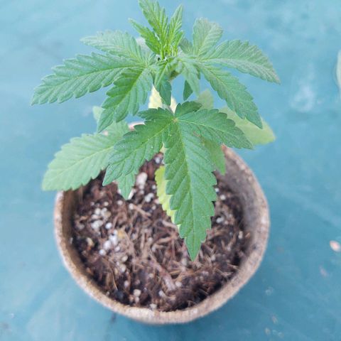 Special Kush #1 growlog timeline photo