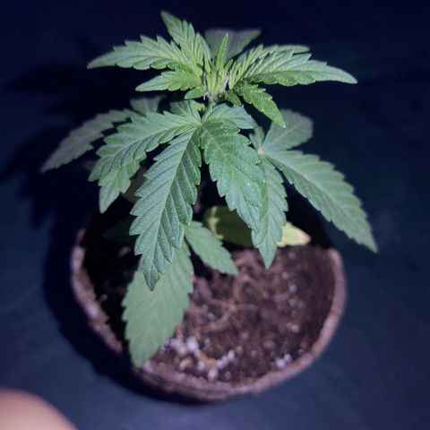 Special Kush #1 growlog timeline photo