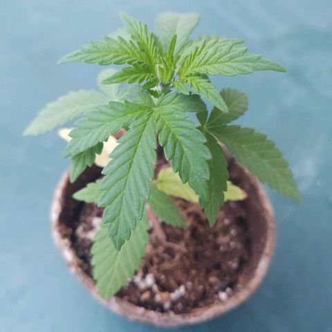 Special Kush #1 growlog timeline photo