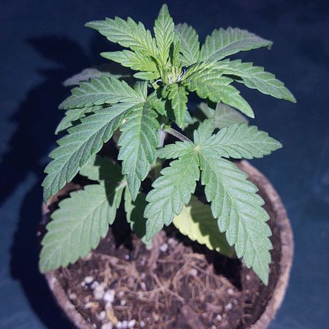 Special Kush #1 growlog timeline photo