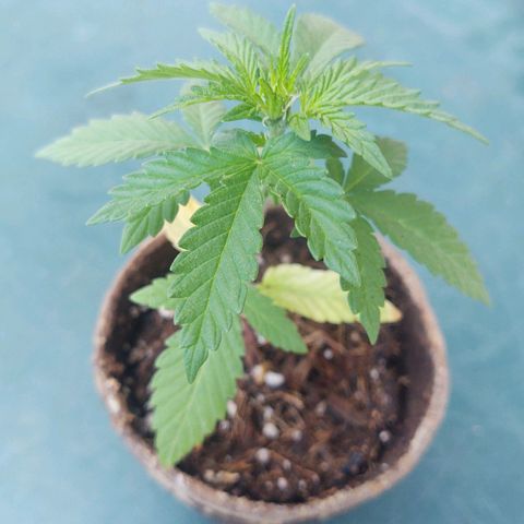 Special Kush #1 growlog timeline photo