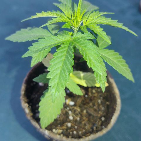 Special Kush #1 growlog timeline photo