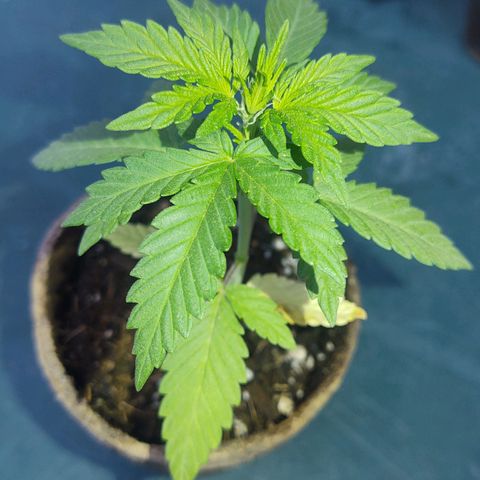 Special Kush #1 growlog timeline photo