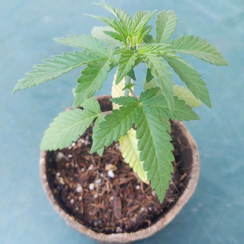Special Kush #1 growlog timeline photo