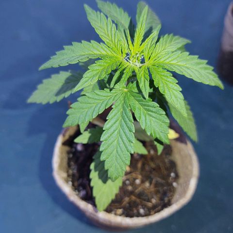 Special Kush #1 growlog timeline photo