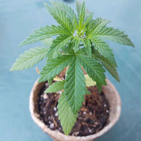 Special Kush #1 growlog timeline photo