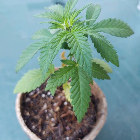 Special Kush #1 growlog timeline photo