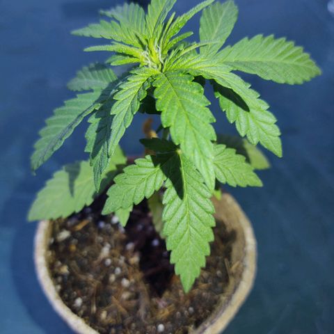 Special Kush #1 growlog timeline photo