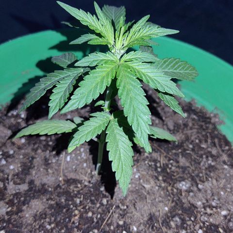 Special Kush #1 growlog timeline photo