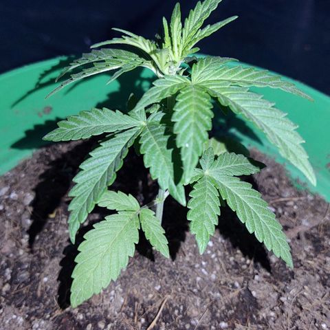 Special Kush #1 growlog timeline photo
