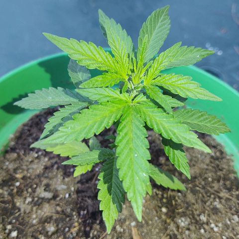 Special Kush #1 growlog timeline photo