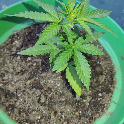 Special Kush #1 growlog timeline photo