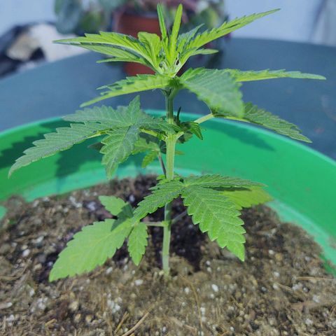 Special Kush #1 growlog timeline photo