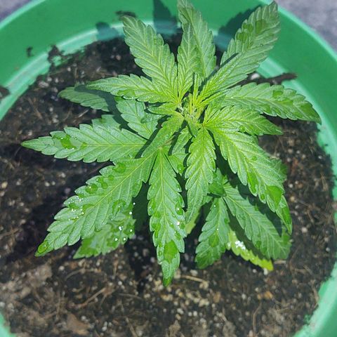 Special Kush #1 growlog timeline photo
