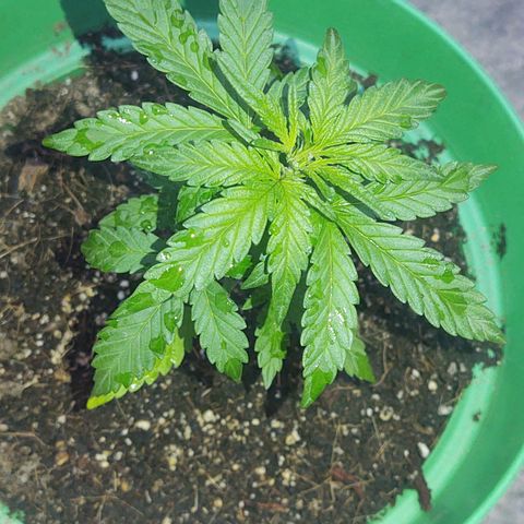 Special Kush #1 growlog timeline photo