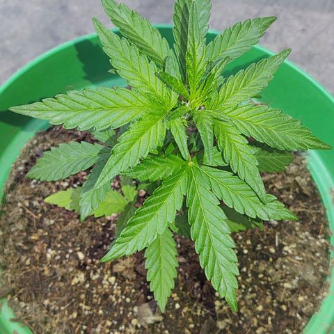 Special Kush #1 growlog timeline photo