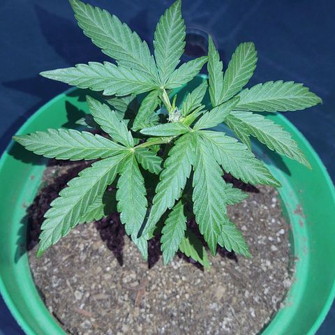 Special Kush #1 growlog timeline photo