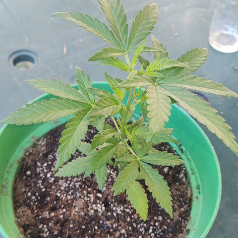 Special Kush #1 growlog timeline photo