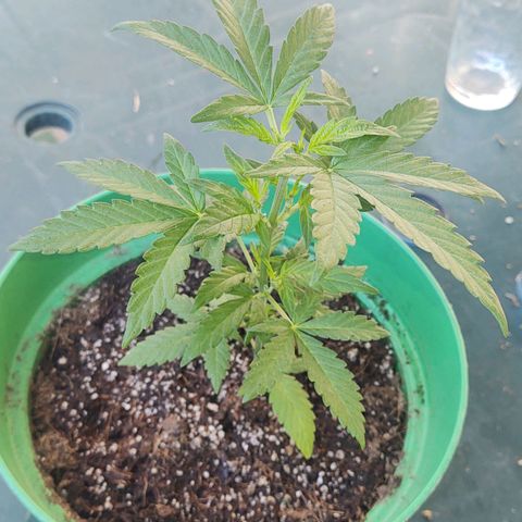 Special Kush #1 growlog timeline photo