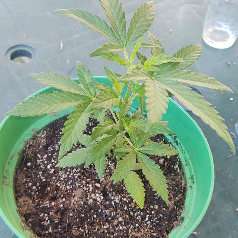 Special Kush #1 growlog timeline photo