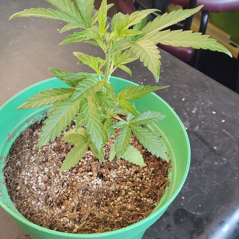 Special Kush #1 growlog timeline photo