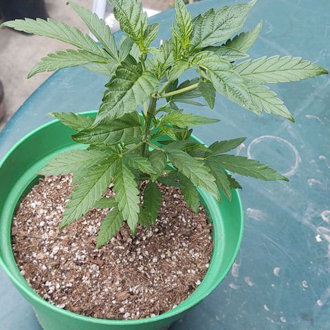 Special Kush #1 growlog timeline photo
