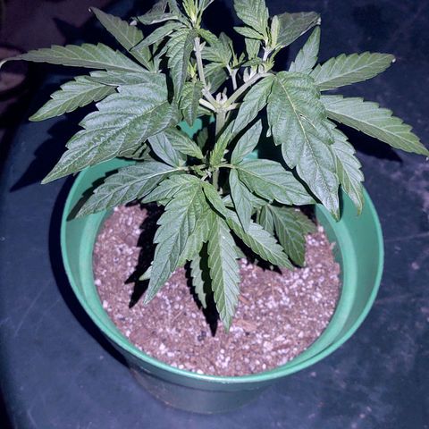 Special Kush #1 growlog timeline photo