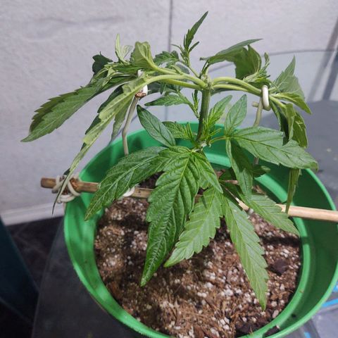 Special Kush #1 growlog timeline photo