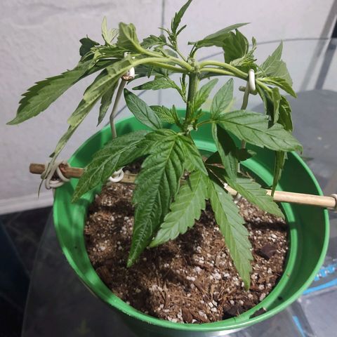 Special Kush #1 growlog timeline photo