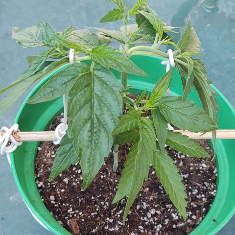 Special Kush #1 growlog timeline photo