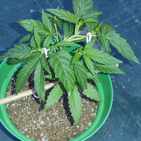 Special Kush #1 growlog timeline photo