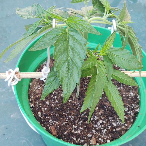 Special Kush #1 growlog timeline photo