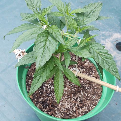 Special Kush #1 growlog timeline photo