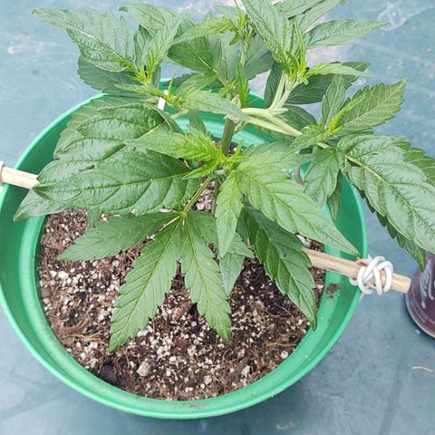 Special Kush #1 growlog timeline photo