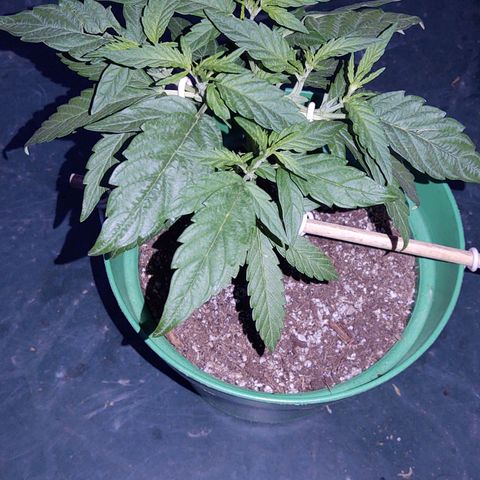 Special Kush #1 growlog timeline photo