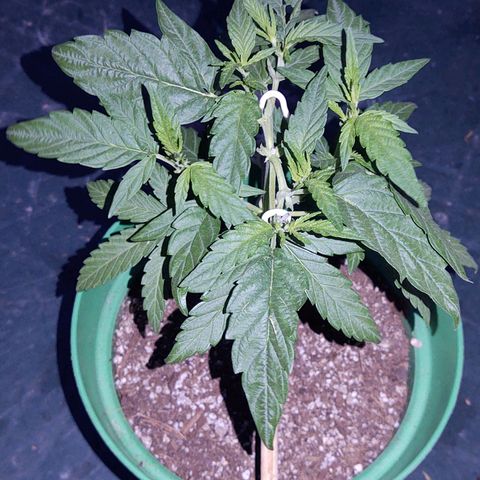 Special Kush #1 growlog timeline photo