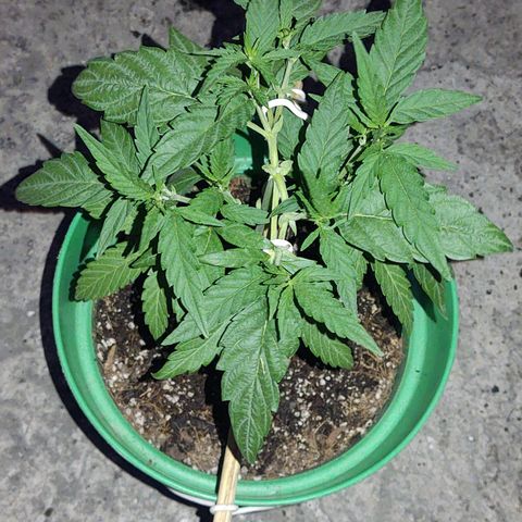 Special Kush #1 growlog timeline photo