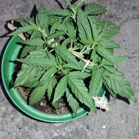 Special Kush #1 growlog timeline photo
