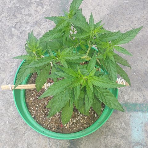 Special Kush #1 growlog timeline photo