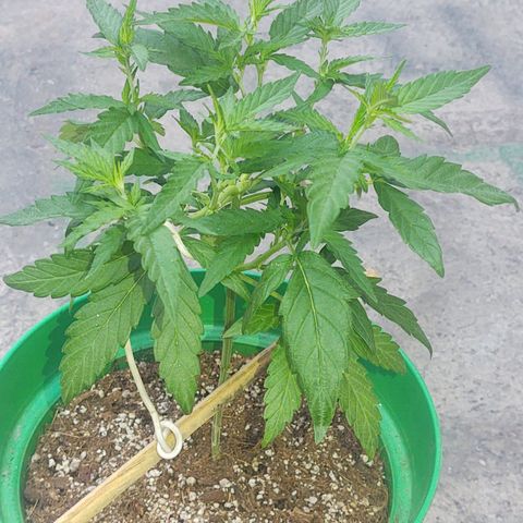 Special Kush #1 growlog timeline photo