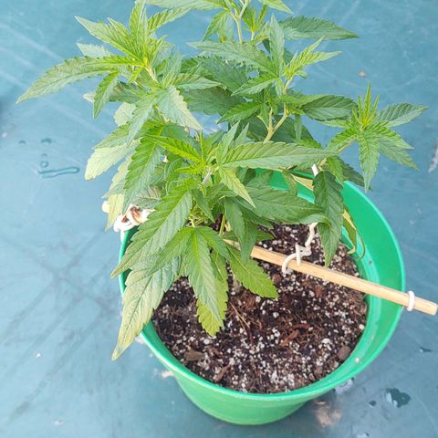Special Kush #1 growlog timeline photo
