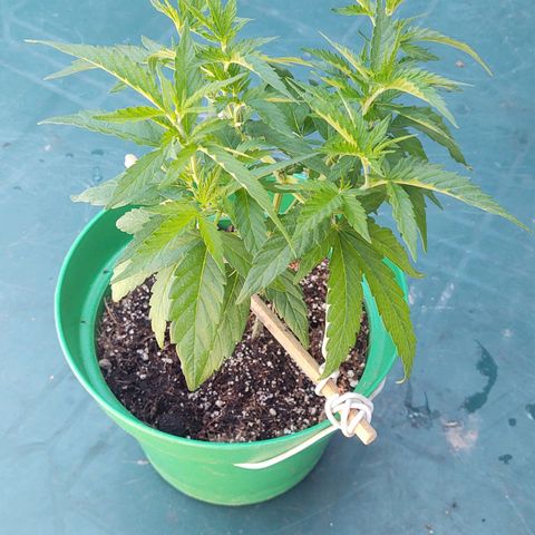 Special Kush #1 growlog timeline photo