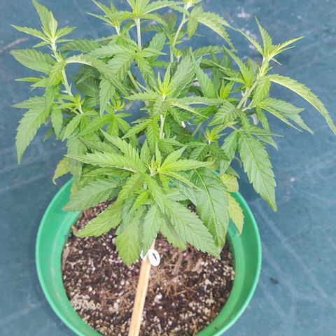 Special Kush #1 growlog timeline photo